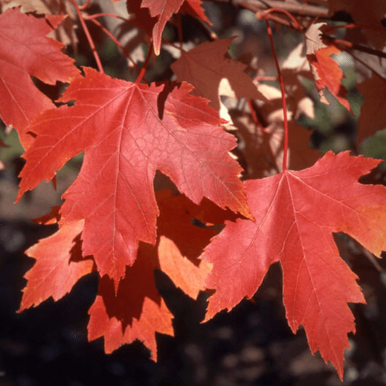 red leaves of the Autumn Fantasy Maple Trees for sale online