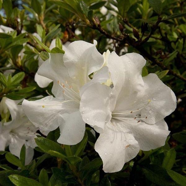 Autumn Ivory® Encore® Azalea for Sale | White Reblooming Shrub