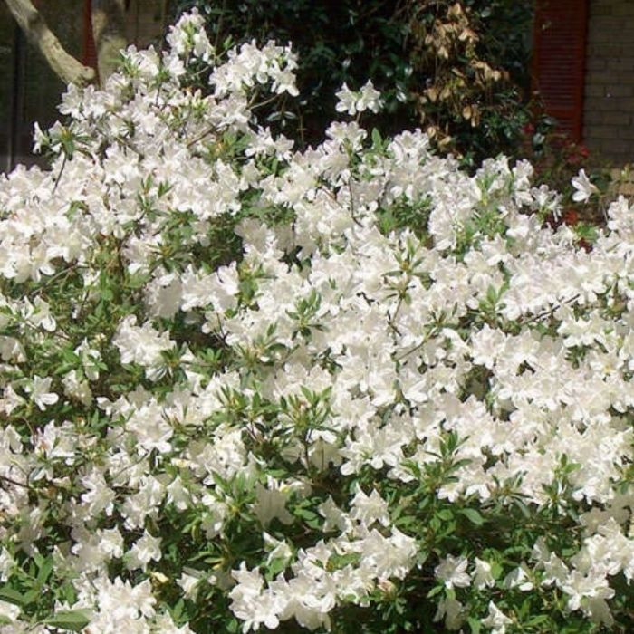 azalea lily white Autumn Ivory® Encore® Azalea