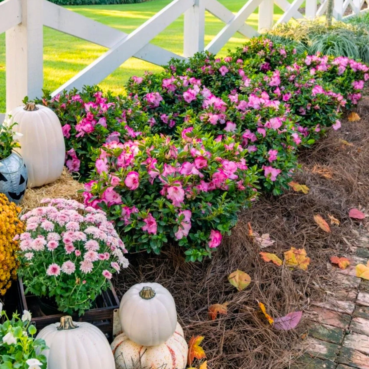 Autumn Kiss® Encore® Azalea for Sale | Reblooming Pink Evergreen Shrub