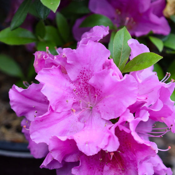 lavender purple bloom of the autumn lilac azalea shrub