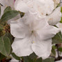 full color of an encore azalea lily with spots of purple