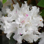 Brighter image of the azalea encore lily's in full bloom