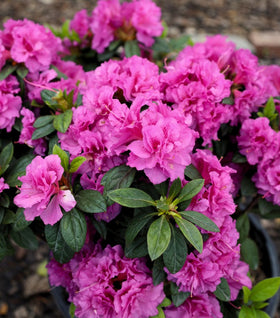 Autumn Majesty® Encore® Azalea