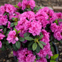 Autumn Majesty Azalea have luxurious fluffy fuchsia blooms with a semi-double bloom