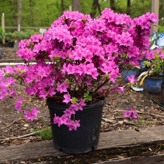 A closer look at the speckled purple petals on the Majesty Azalea