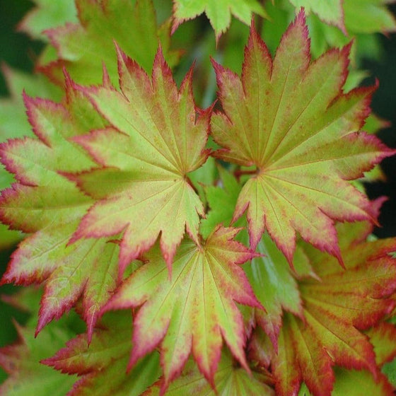 Close up of the interesting leaf color of Autumn Moon Japanese Maple