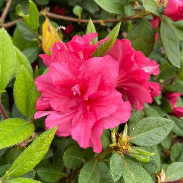 Buy Autumn Rouge Encore Azalea Online Garden Goods Direct