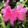 close look at the autumn royalty azalea pink speckled blooms