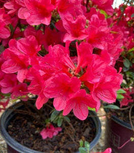 Autumn Ruby® Encore® Azalea