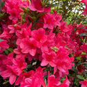 Close up of Azalaea Autumn Ruby Flower cluster vibrant pink spring blooming