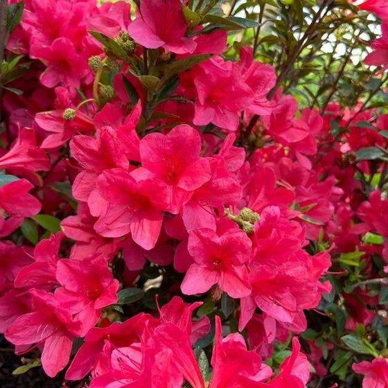 Close up of Azalaea Autumn Ruby Flower cluster vibrant pink spring blooming
