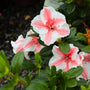 starburst azalea in bloom