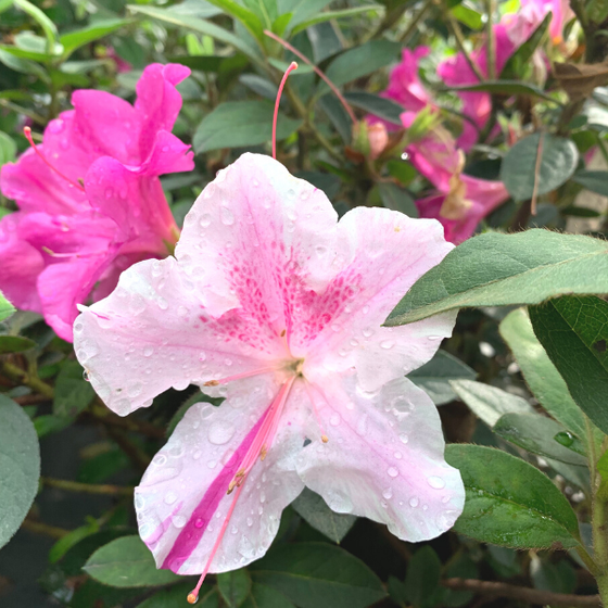 azalea autumn twist produces white and purple striped blooms