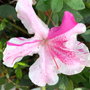 flowers on the azalea autumn twist shrub are white with pinkish purple stripes and spots