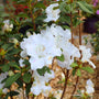 close up of autumn lily encore azalea blooms