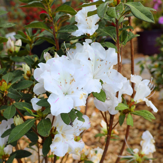 close up of autumn lily encore azalea blooms