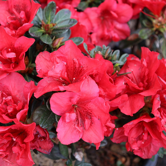 Azalea Autumn Fire Shrubs produces rich red blooms