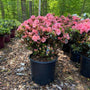 Azalea Japonica Blaauws Pink Shrub densely covered in bright pink flowers