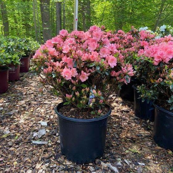 Azalea Japonica Blaauws Pink Shrub densely covered in bright pink flowers