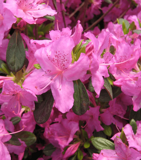 Azalea Karen