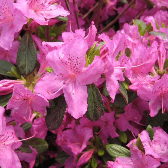 close up on azalea karen purple blooms