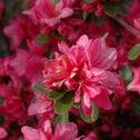 A single pink bloom with some foliage from a Azalea Tradition