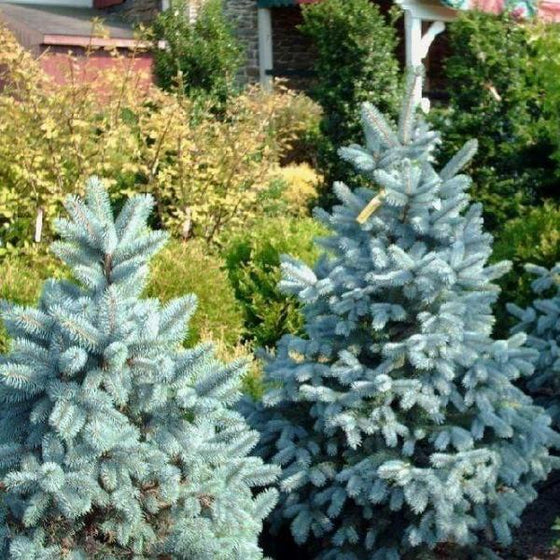 two young Baby Blue Spruce trees planted with evergreens