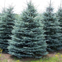a group of Baby Blue Spruce Trees growing in the field