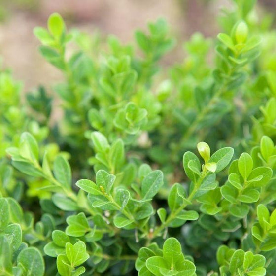 close up of leaves of baby gem boxwood shrub