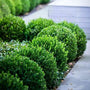 baby gem boxwoods lined in a row