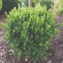 Baby Jade Boxwood Evergreen Shrub