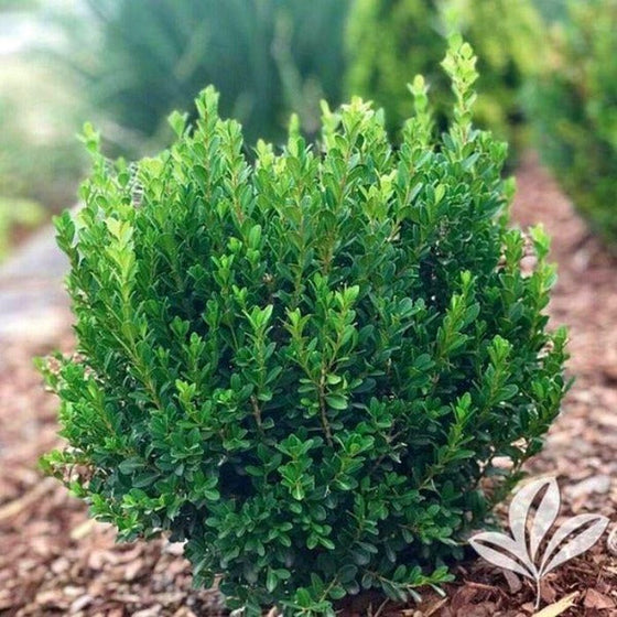 vibrant evergreen foliage on Baby Jade Boxwood