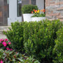 Baby Jade Boxwood shrub
