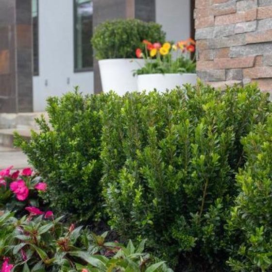 Baby Jade Boxwood shrub