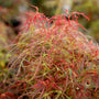baby lace japanese maple