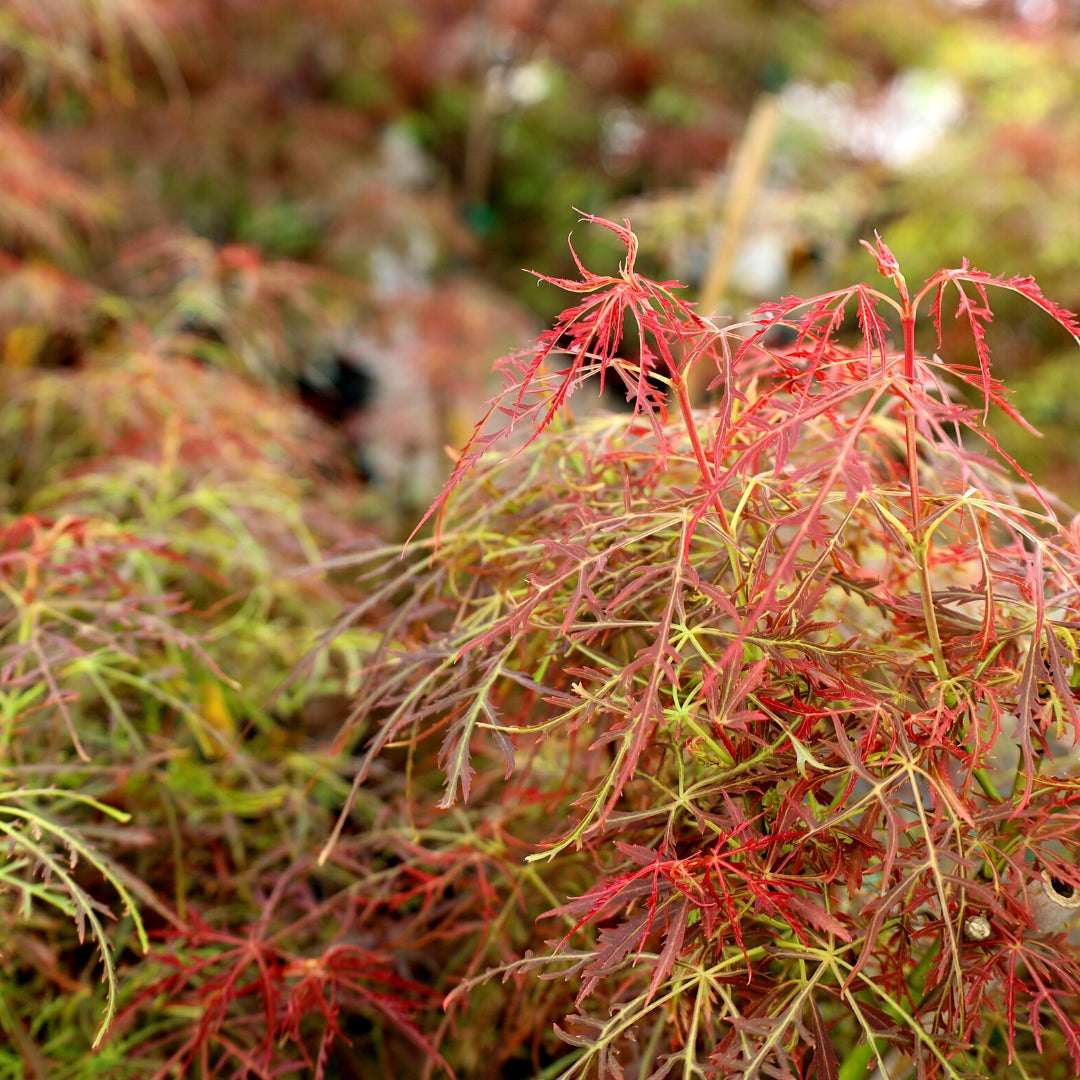 Baby Lace Japanese Maple