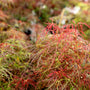 vibrant spring color