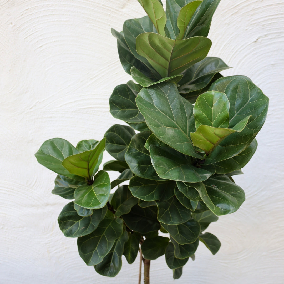 Buy Bambino Fiddle Leaf Fig Trees Online