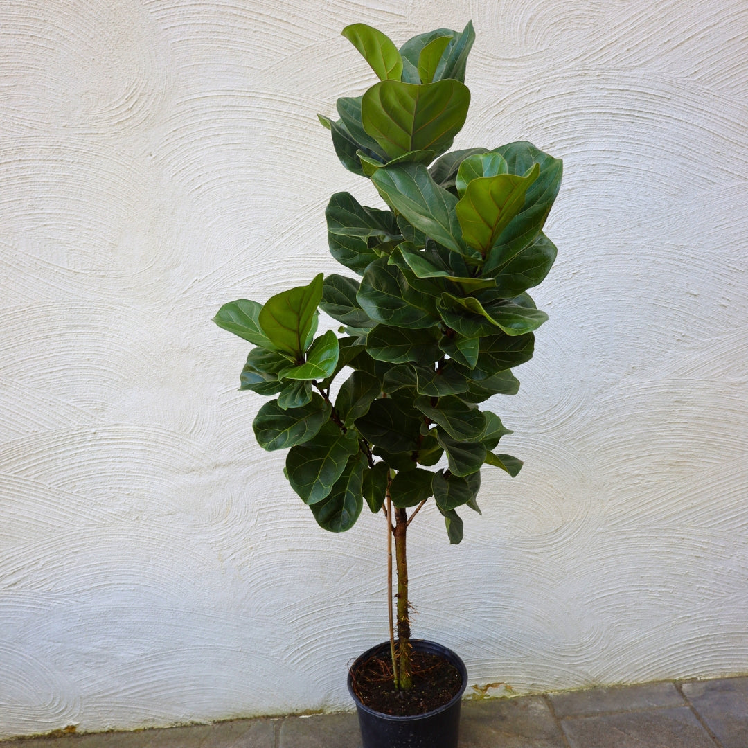 Ficus Fiddle Leaf Fig Bambino Bush, 2gal sold Pot, 4 Feet Overall Height, Lyrata Double Stem Canopy