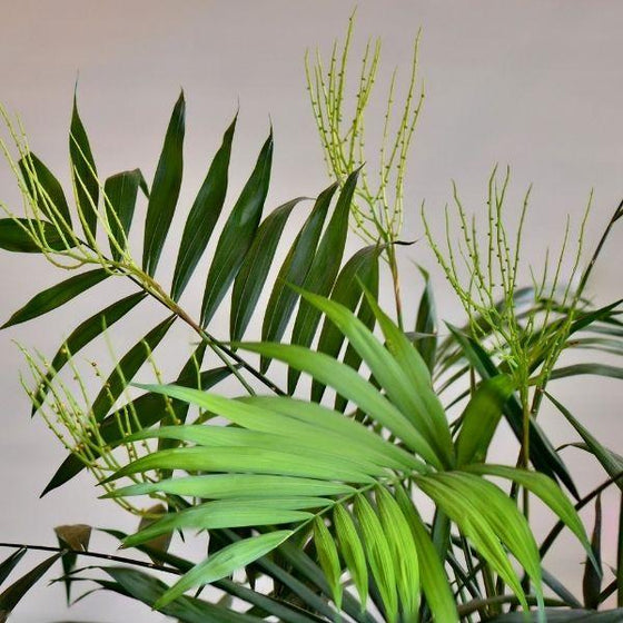 close look at the vibrant green leaves on bamboo palm