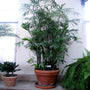 Bamboo Palms adding a tropical feel to an apartment