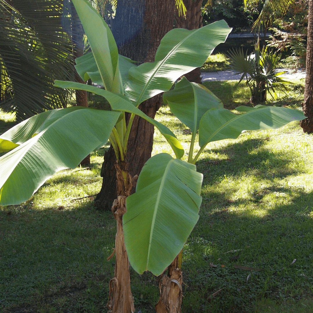 musa basjoo 10.5cm potted plant x 2 Banana 'Musa basjoo'