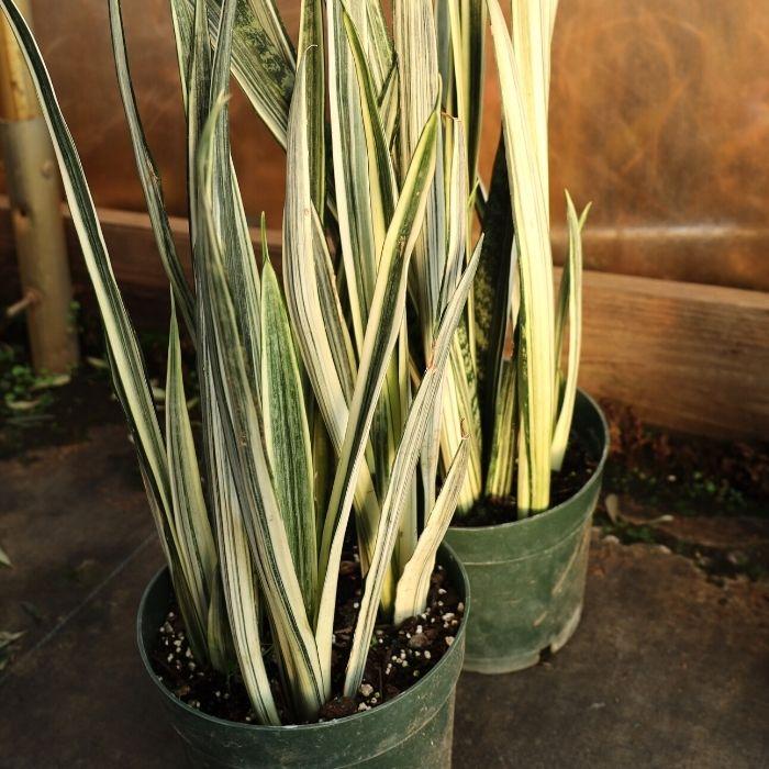 Sansevieria trifasciata ‘Bantel’s Sensation’