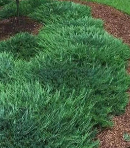 Bar Harbor Juniper