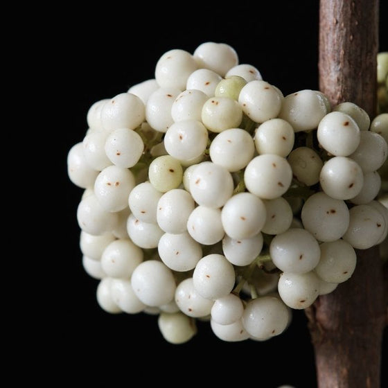 white berries on plump and plentiful snow star