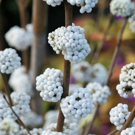 Callicarpa plump and plentiful white beautyberry snow star