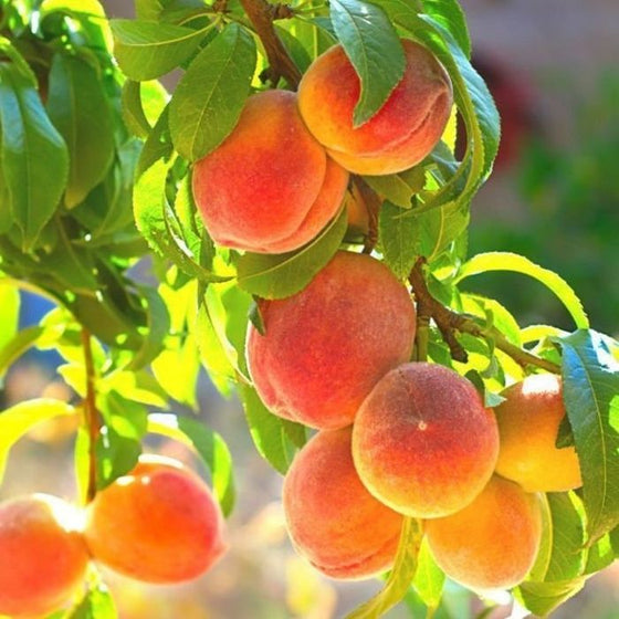 Belle of Georgia Peaches on the tree