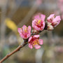 close up of the deep pink blooms on the belle of georgia peach tree