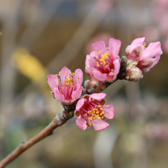 close up of the deep pink blooms on the belle of georgia peach tree